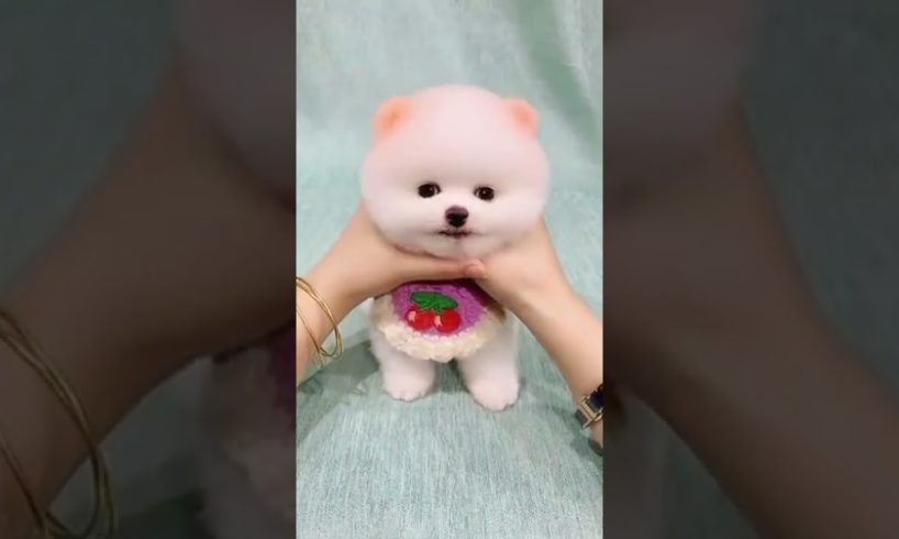 Funny Dogs of TikTok Compilation 😜☺😉 Cutest Puppies 😜☺😉