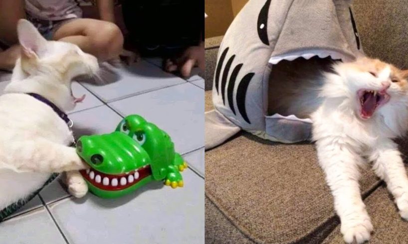 Funniest Animals - Best Of The 2021 Funny Animal Videos #90