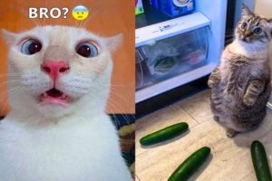 Funniest Animals - Best Of The 2021 Funny Animal Videos #59