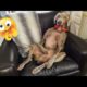 Funniest Dogs And Cats Ever 🐧 - Best Funny Animal Videos Of The 2022 - Funny animals #2