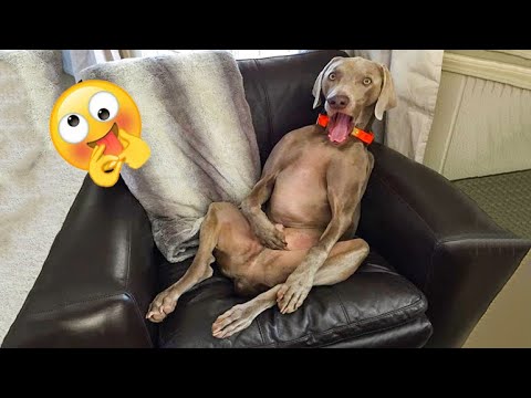 Funniest Dogs And Cats Ever 🐧 - Best Funny Animal Videos Of The 2022 - Funny animals #2