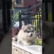 Funny Dogs of TikTok Compilation 🐕 Cutest Puppies 😍😍😍