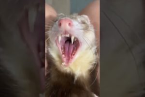Call me when you want Call me when you need #youtubeshorts #trending #viral #shorts #animals