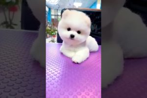 Wonderful cutest puppies action videos #shorts