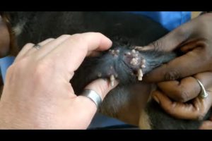 Removing Monster Mango worms From Helpless Dog ! Animal Rescue Video 2022 #15