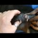 Removing Monster Mango worms From Helpless Dog ! Animal Rescue Video 2022 #15