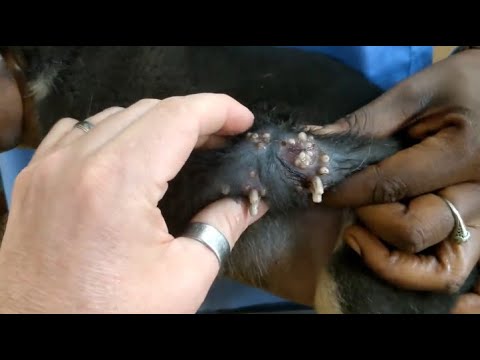 Removing Monster Mango worms From Helpless Dog ! Animal Rescue Video 2022 #15