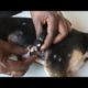 Removing Monster Mango worms From Helpless Dog! Animal Rescue Video 2022 #32