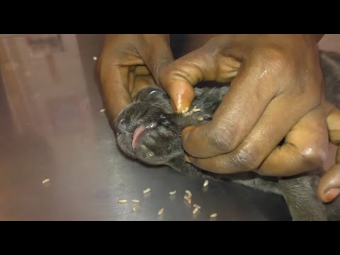 Removing Monster Mango worms From Helpless Dog! Animal Rescue Video 2022 #28