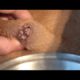 Removing Monster Mango worms From Helpless Dog! Animal Rescue Video 2022 #33