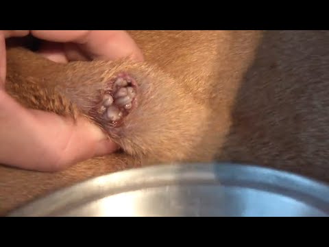 Removing Monster Mango worms From Helpless Dog! Animal Rescue Video 2022 #33