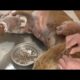 Removing Monster Mango worms From Helpless Dog! Animal Rescue Video 2022 #30