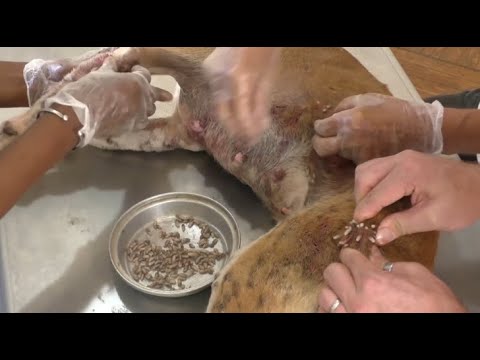 Removing Monster Mango worms From Helpless Dog! Animal Rescue Video 2022 #30
