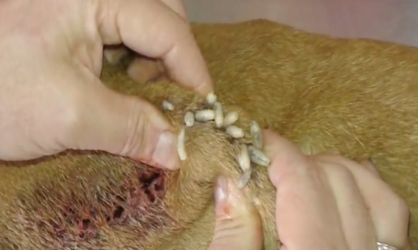 Removing Monster Mango worms From Helpless Dog! Animal Rescue Video 2022 #31