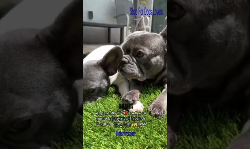 Cute Frenchie Videos ❤️ Ultimate Cutest PUPPIES Frenchie Dogs🐶 #Frenchie #Shorts #FunnyDogs
