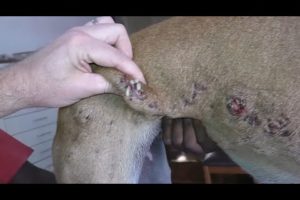 Removing Monster Mango worms From Helpless Dog ! Animal Rescue Video 2022 #3