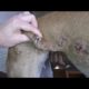Removing Monster Mango worms From Helpless Dog ! Animal Rescue Video 2022 #3