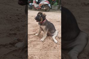 Lovely Dog #cute 🐕🐶 Amazing Cute Pets Playing Cute Animals #funnydog #dogs #alldog #dog #pets #short