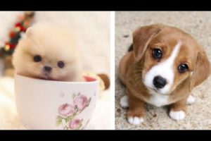 25 Most Cutest Dog Breed In The World || Most Cutest Puppies In The World You Need To Pet.