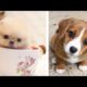 25 Most Cutest Dog Breed In The World || Most Cutest Puppies In The World You Need To Pet.