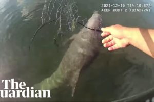 'I got you buddy': Miami police officer rescues dolphin tangled in fishing net