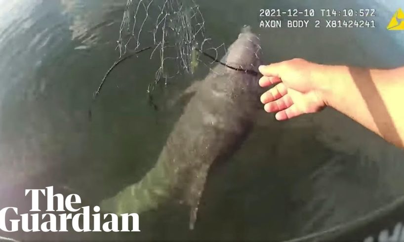 'I got you buddy': Miami police officer rescues dolphin tangled in fishing net