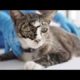 5 0 0 0 0 HUGE WORMS ! ! Stray CAT  Rescued  Huge Worms and Parasites! 犬からワームを取り除 RESCATE ANIMALES