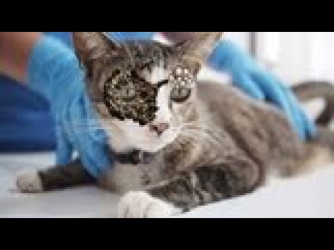 5 0 0 0 0 HUGE WORMS ! ! Stray CAT  Rescued  Huge Worms and Parasites! 犬からワームを取り除 RESCATE ANIMALES