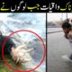 5 Greatest Animal Rescues By Humans | Most Inspiring Animal Rescues
