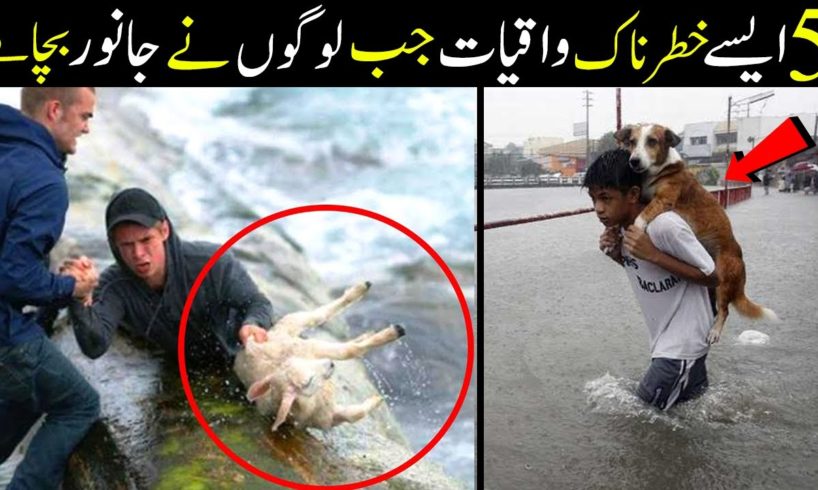 5 Greatest Animal Rescues By Humans | Most Inspiring Animal Rescues