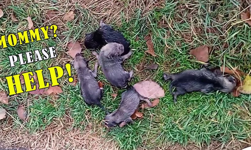 5 Little Puppies Thrown From a Car Under Heavy Rain, Cry and Look For Mommy in The Vain