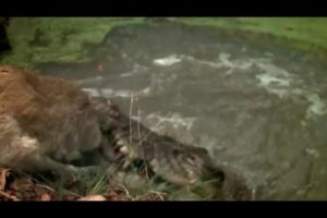 6 Epic Moments of hunting huge and merciless Crocodile