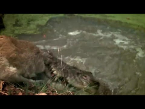 6 Epic Moments of hunting huge and merciless Crocodile
