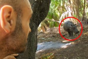 6 Hippo Encounters That Will Make You Anxious