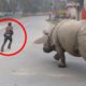 6 Rhino Encounters Way Too Scary For You