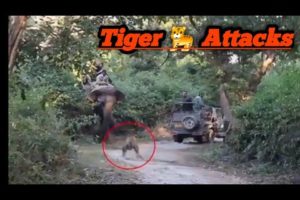 6  tiger encounters jo aapko hairan kar denge