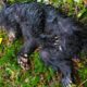 A Hiker Was Given A Warning After Rescuing An Injured Abandoned Bear Cub On An Oregon Trail