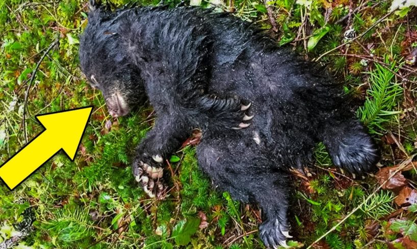 A Hiker Was Given A Warning After Rescuing An Injured Abandoned Bear Cub On An Oregon Trail