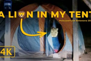 A Lion in my Tent - Scary experience while camping with wild animals in Africa - 4K