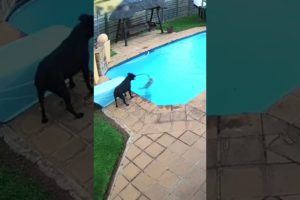 A bigger dog rescues a little dog form swimming pool. #shorts