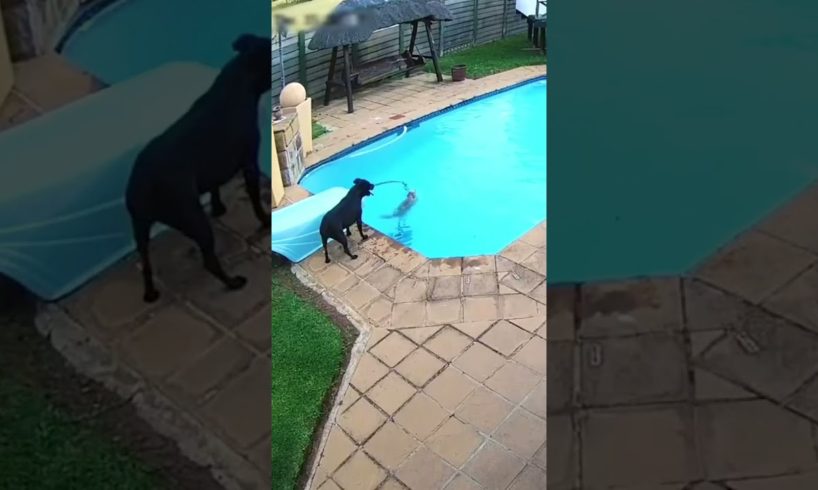 A bigger dog rescues a little dog form swimming pool. #shorts