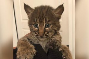 A woman rescued a kitten in Tennessee. But it wasn't a kitten