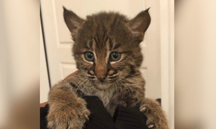 A woman rescued a kitten in Tennessee. But it wasn't a kitten