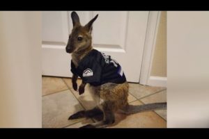 AUSTRALIAN ANIMALS are here to MAKE YOU LAUGH! - FUNNY and CUTE!