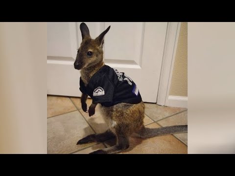 AUSTRALIAN ANIMALS are here to MAKE YOU LAUGH! - FUNNY and CUTE!