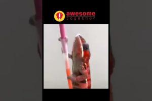 AWESOME !!