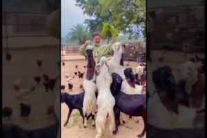 Actor Akshay Kumar Playing With Goats| Akshay With Animals|