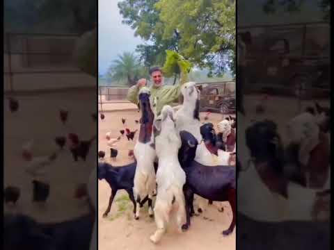 Actor Akshay Kumar Playing With Goats| Akshay With Animals|