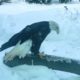 Akron Zoo animals playing in snow