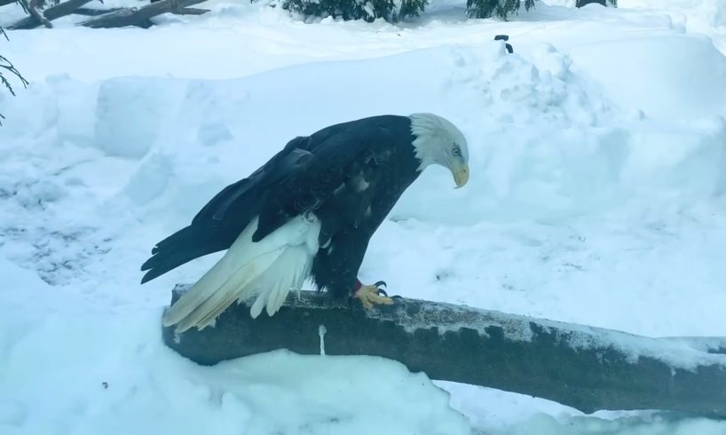 Akron Zoo animals playing in snow